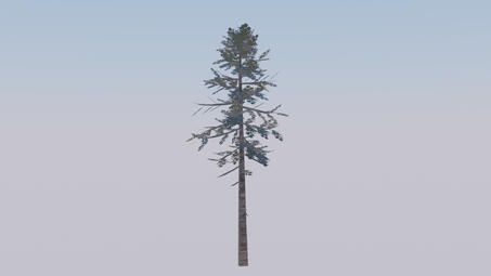 Tall Pine